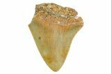 Bargain, Juvenile Megalodon Tooth - Serrated Blade #361696-1